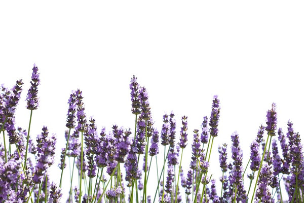 Lavender - What's in the bottle? A survey of commercial Lavender essential oils